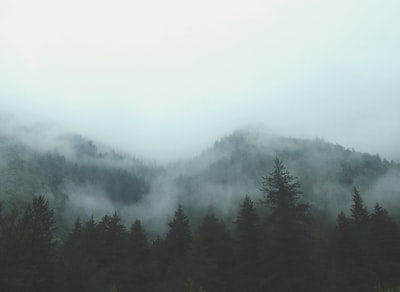灰色森林雾
